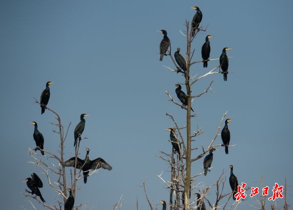 濕地保護(hù)得好不好,主要是看鳥