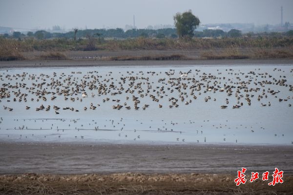 濕地保護(hù)得好不好,主要是看鳥
