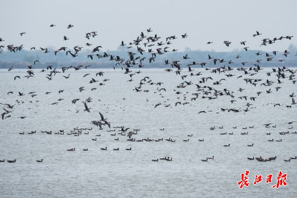濕地保護(hù)得好不好,主要是看鳥